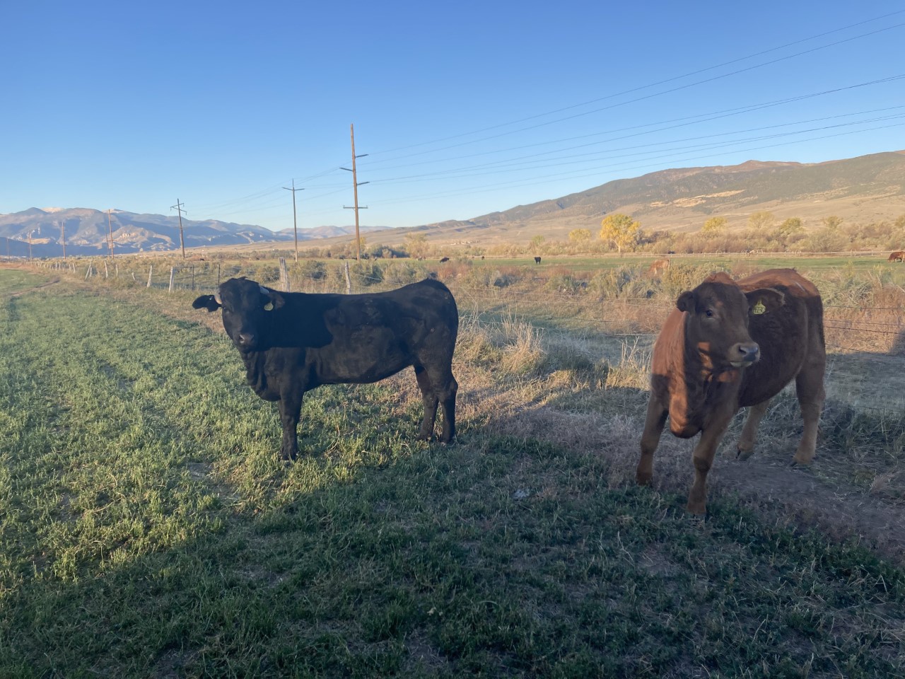 33 Angus/Wagyu/Charloais Heifers with F1 calf at side